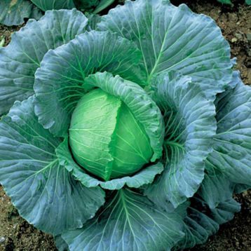 Пронка F1 насіння капусти бк пізньої 120 дн. 2-4 кг (Takii Seeds)