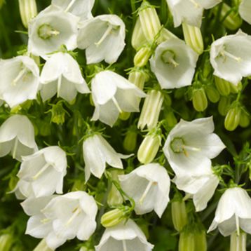 Свингинг Беллс белый семена колокольчика (Syngenta)