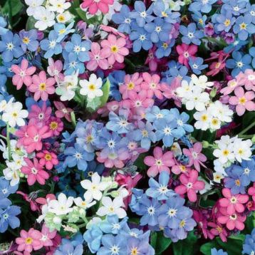 Незабудка альпийская смесь (Микс)