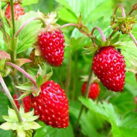 Земляника семена (Moravoseed) НЕТ ТОВАРА