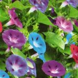Ипомея трехцветная семена (Moravoseed)