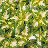 Колеус Визард джейд