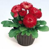 Рогли красная семена маргаритки (Benary)