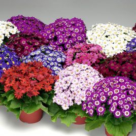 Венеция F1 смесь семена перикаллиса (Syngenta)
