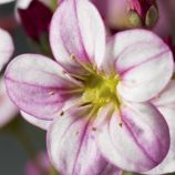 Хайлендер розовый с прожилками семена камнеломки (Syngenta)
