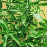 Стевия семена (Satimex)