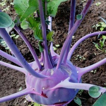 Красно-фиолет семена капусты кольраби (Элитный ряд)