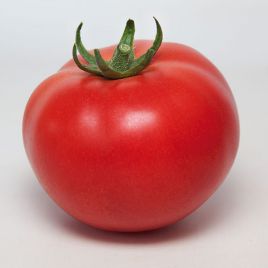 КС 21 F1 (KS 21 F1) семена томата индет. раннего окр. 180-200г (Kitano Seeds)