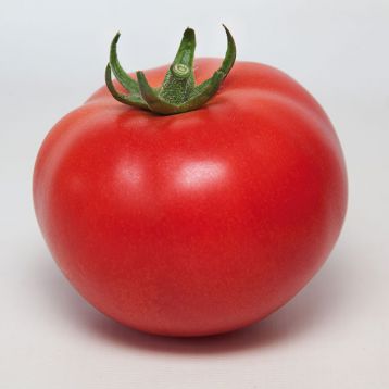 КС 21 F1 (KS 21 F1) семена томата индет. раннего окр. 180-200г (Kitano Seeds)