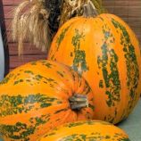 гарбуз український багатоплідний