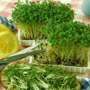 кресс-салат 