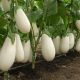 Бибо F1 семена баклажана (Seminis)