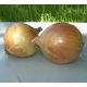 Балстар F1 семена лука озимого (Seminis)