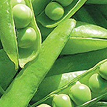 Джесіка насіння гороху цукрового середньостиглого 55-65 дн (Satimex СДБ)