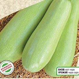 кабачок аспирант 