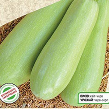 кабачок аспирант 
