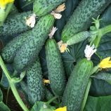 огурец 152-175 f1