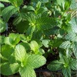 Сперминт семена мяты перечной (Hem Zaden ПН)