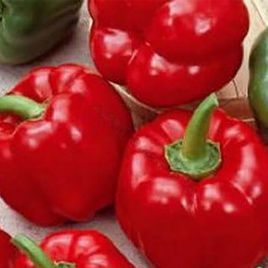 Топ Гриль насіння перцю солодкого раннього 70-80 гр. (Satimex)