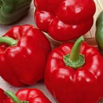 Топ Гриль семена перца сладкого тип Ротунда/Гогошара раннего 60-80дн. окр. 70-80 гр. 8-12см зел./красн.(Satimex СДБ)
