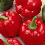 Топ Гриль насіння перцю солодкого раннього 70-80 гр. (Satimex)