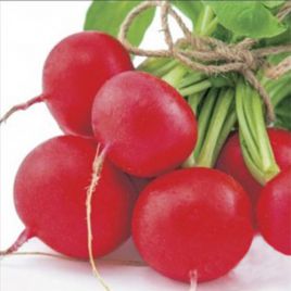 Гигант семена редиски (Wing Seed)