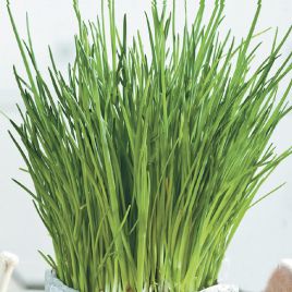 Ивола F1 семена лука шнитт (Wing Seed)