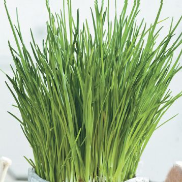 Ивола F1 семена лука шнитт (Wing Seed)