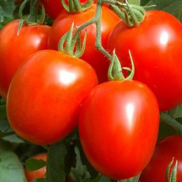 Петомеч семена томата дет. среднего слив. 80 г. (Satimex СДБ)