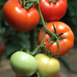 132-101 F1 семена томата индет. раннего (Yuksel)
