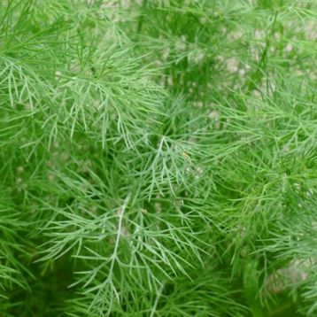 Франци семена укропа зел. (Satimex)