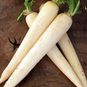 Мино Эрли Лон Вайт семена редьки Дайкон 50 дн. 35см 800гр. (Takii Seed)