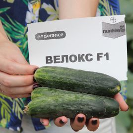 семена огурца велокс f1