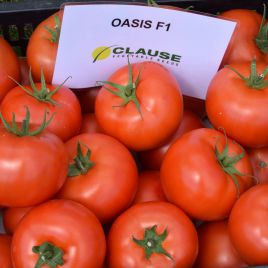 Оазис F1 семена томата индет. среднераннего окр. 200-220 гр. (Clause)