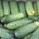 Авелла F1 (Аваланж) семена огурца партенокарп. (NongWoo Bio)