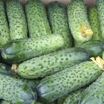 Авелла F1 (Аваланж) семена огурца партенокарп. (NongWoo Bio)