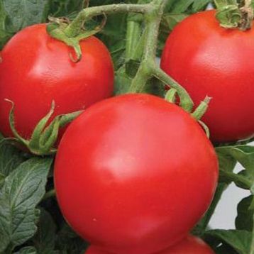 Кемпбел семпена томата дет. окр. раннего 70-80 дн. (Hortus)