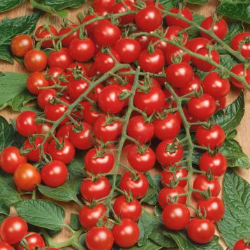 Мини семена томата индет. черри (Semo)