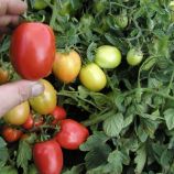 Орбит семена томата дет. (Semo)