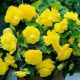 Бегония Агнесса желтая (Agnessa Yellow)