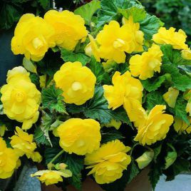 Бегония Агнесса желтая (Agnessa Yellow)