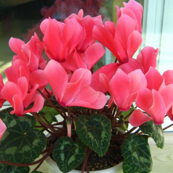Цикламен Академия Tropical Red