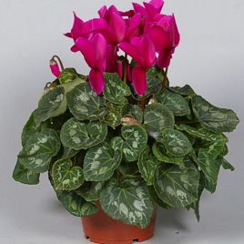 Цикламен Академия Violet Picotee