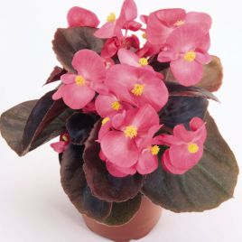 Бегония межвидовая Акира Deep Rose (Дип Роуз)
