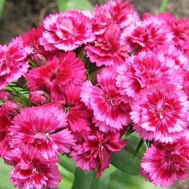 Алібі Mix насіння гвоздики китайської (Kitano Seeds)