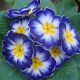 Примула Алиса Blue (Синяя)