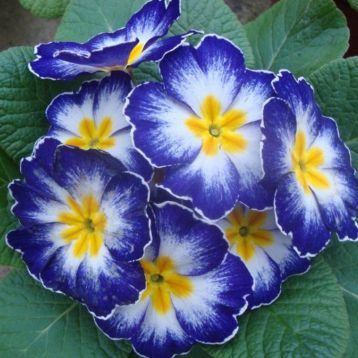 Примула Алиса Blue (Синяя)