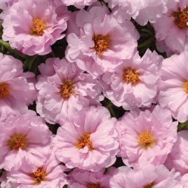 Амелия Pink семена портулака крупноцветкового (Kitano Seeds)