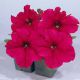Петунія Амфора Deep Rose (Діп Роуз) 