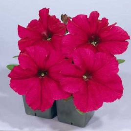 Петунія Амфора Deep Rose (Діп Роуз) 